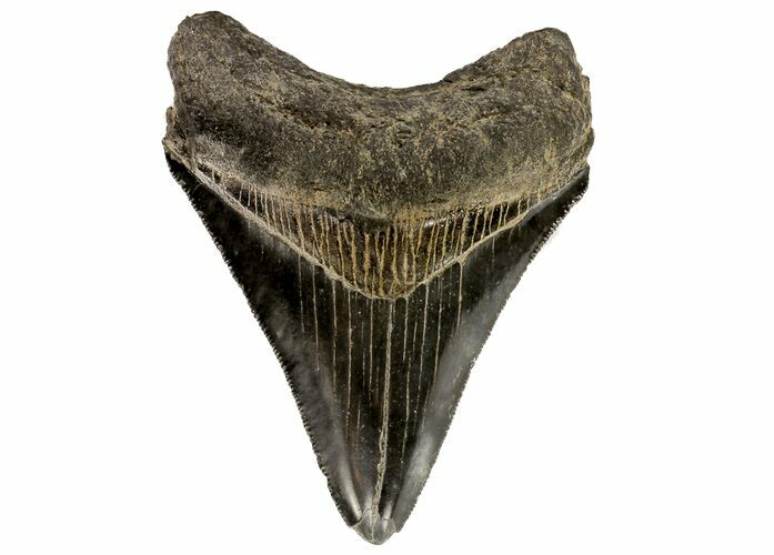 Serrated, Fossil Megalodon Tooth - Georgia #74487